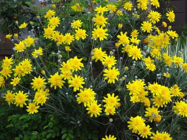 今朝の庭より･･･黄色の花