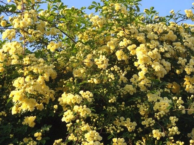 今朝の庭より･･･黄色の花