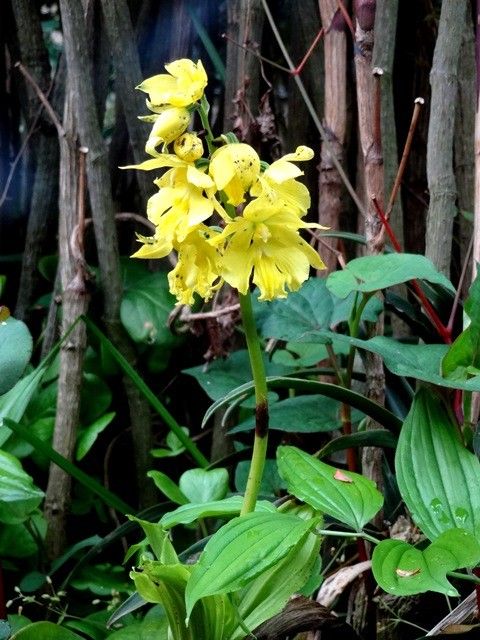 今朝の庭より･･･黄色の花