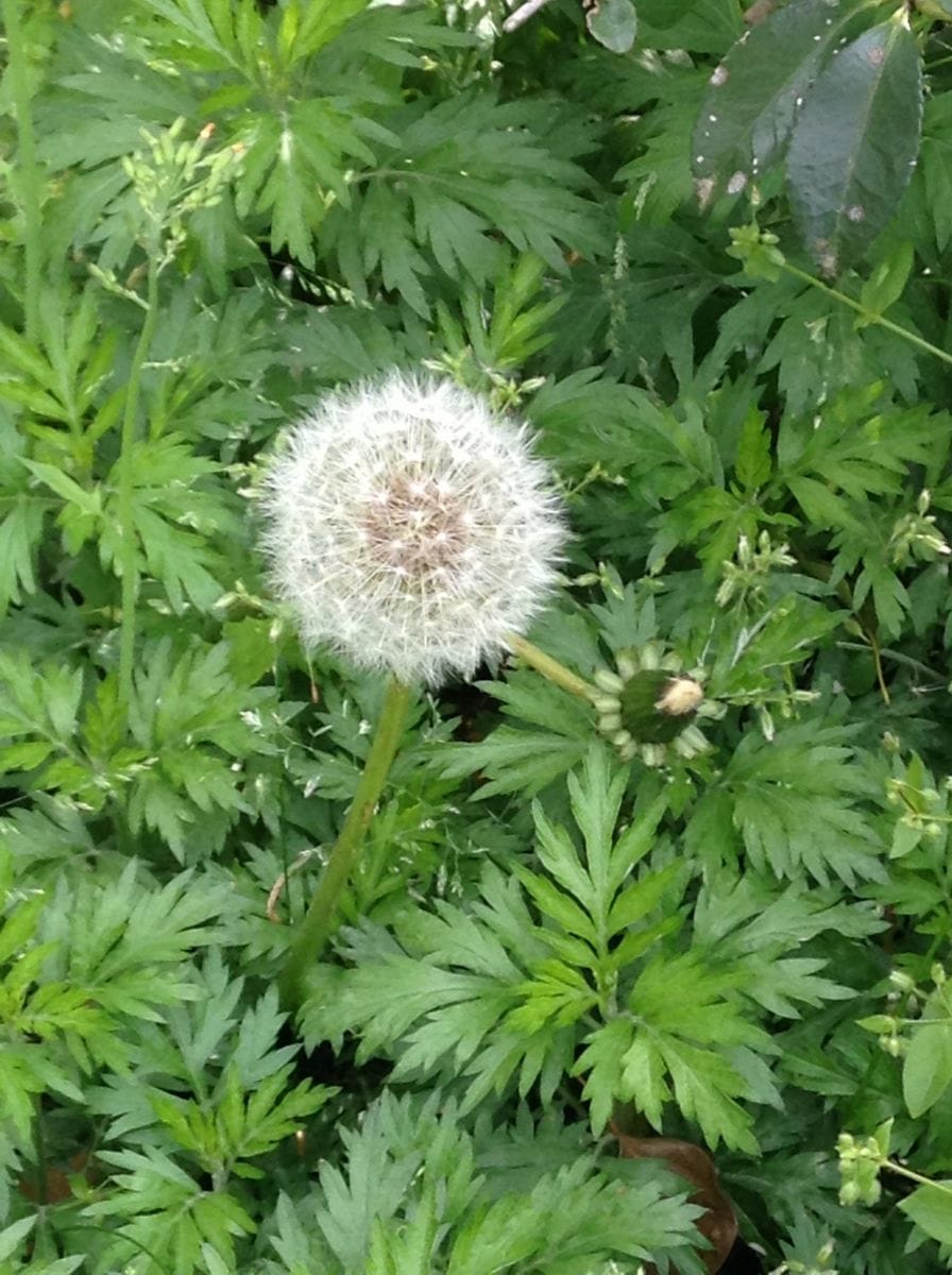 たんぽぽもたまに撮ると良いお花に見えてきた！