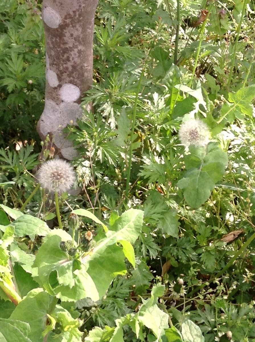 たんぽぽもたまに撮ると良いお花に見えてきた！