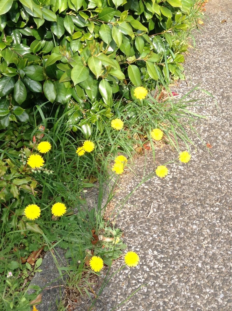 たんぽぽもたまに撮ると良いお花に見えてきた！