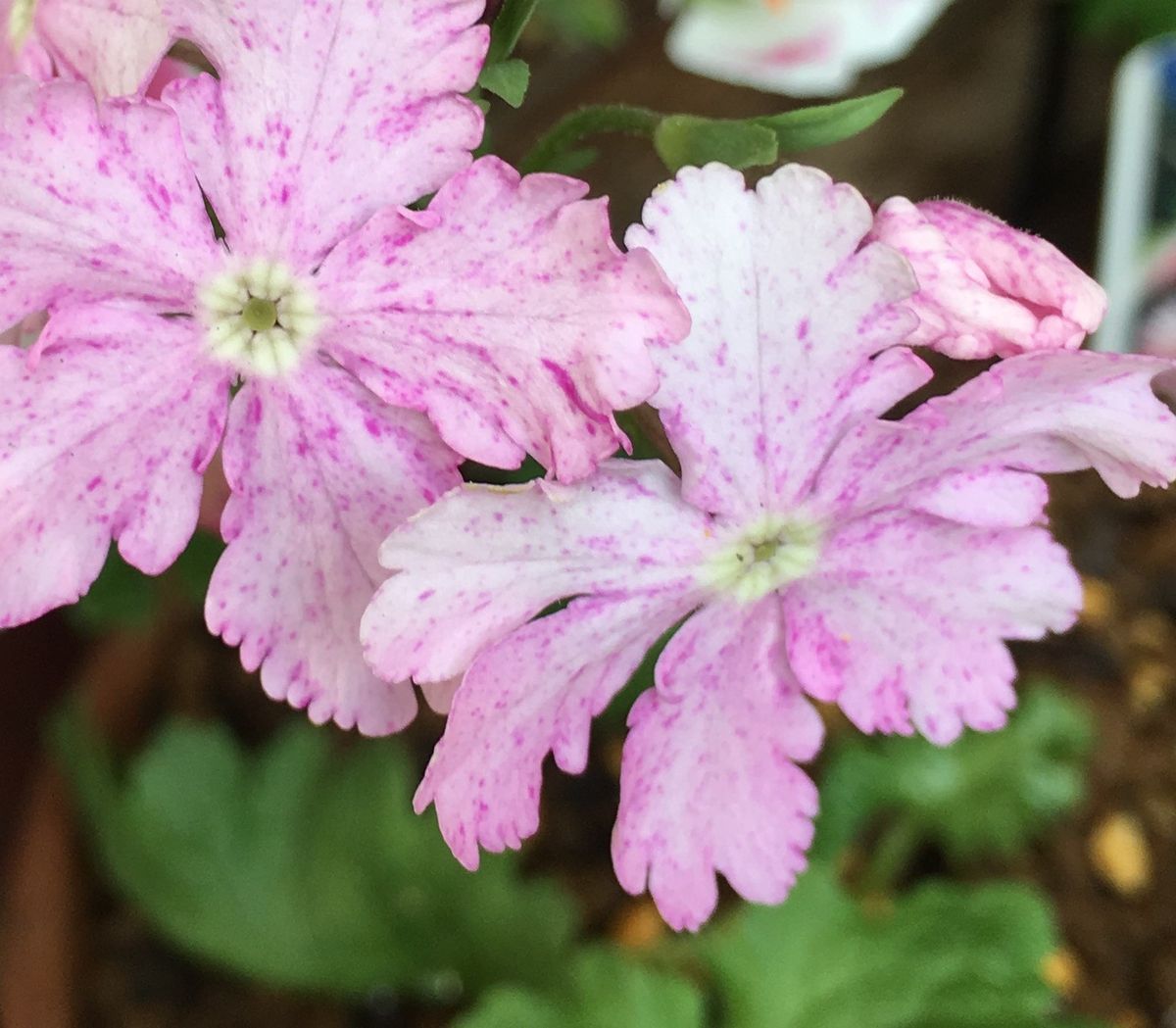 🌸嬉しい開花〜💕