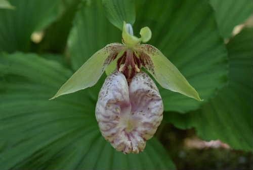 日本のラン科植物もいいですよね。