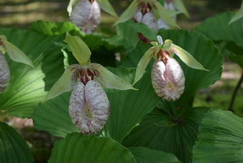 日本のラン科植物もいいですよね。