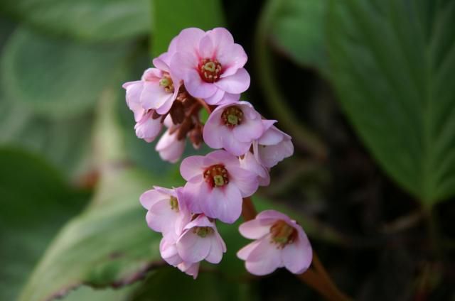 季節はずれと今時の花。