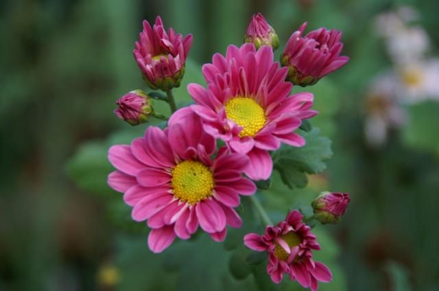 季節はずれと今時の花。