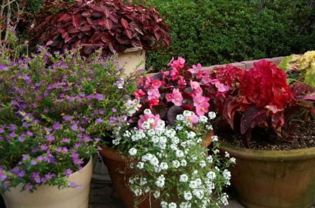 季節はずれと今時の花。