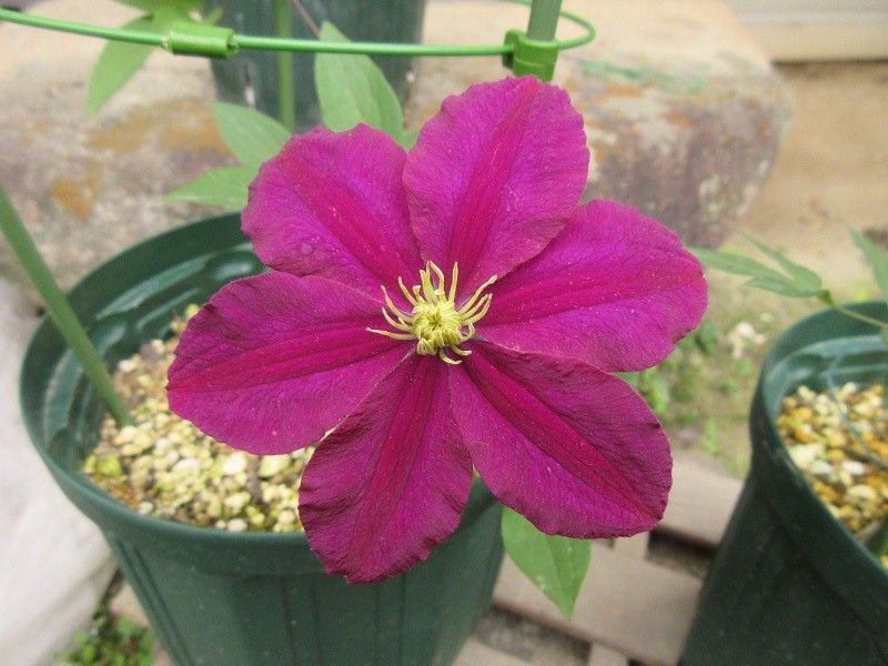 いただいた花の開花（紅雀、姫シャガ、チョウジソウ）