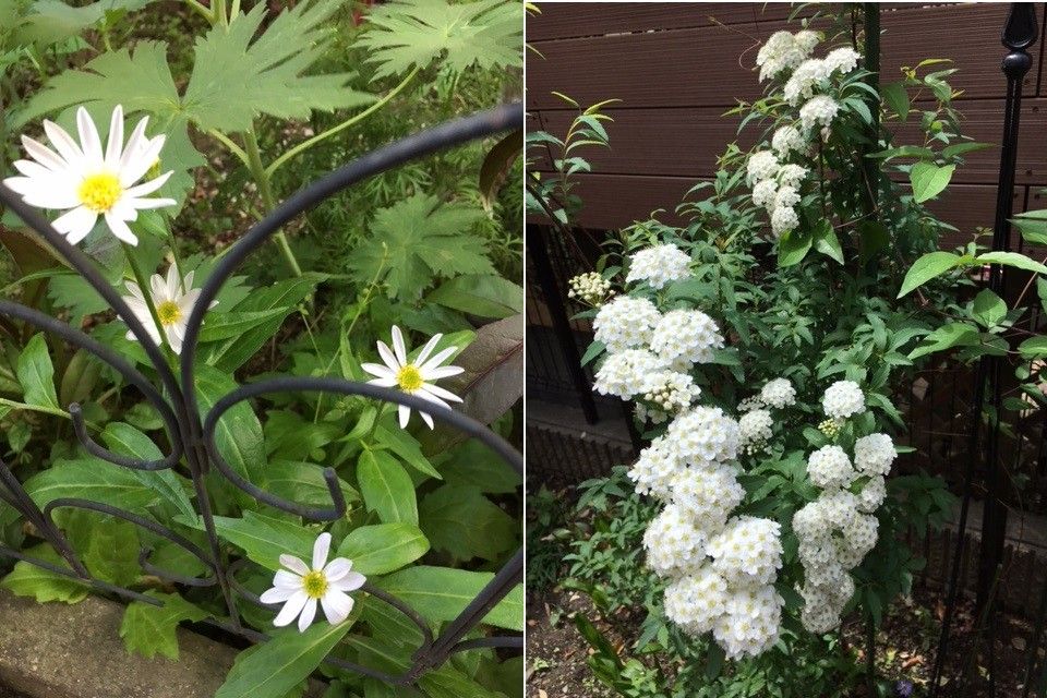 春の寄せ植えと白い花達