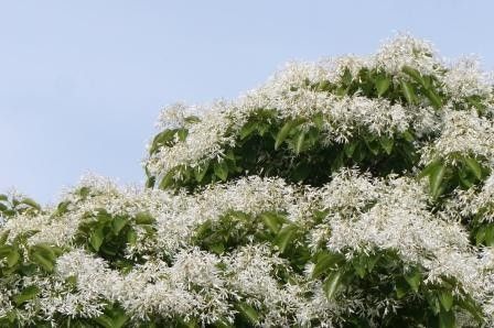 ゴールデンウィークの白い花木