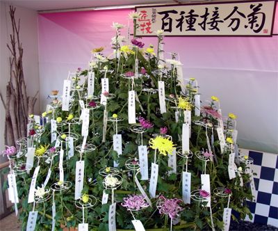 現代に蘇らせた「百種接分菊」特別展示はじまりました