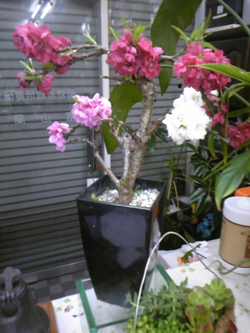 植え替えしなくても、また南京桃が開花しました。