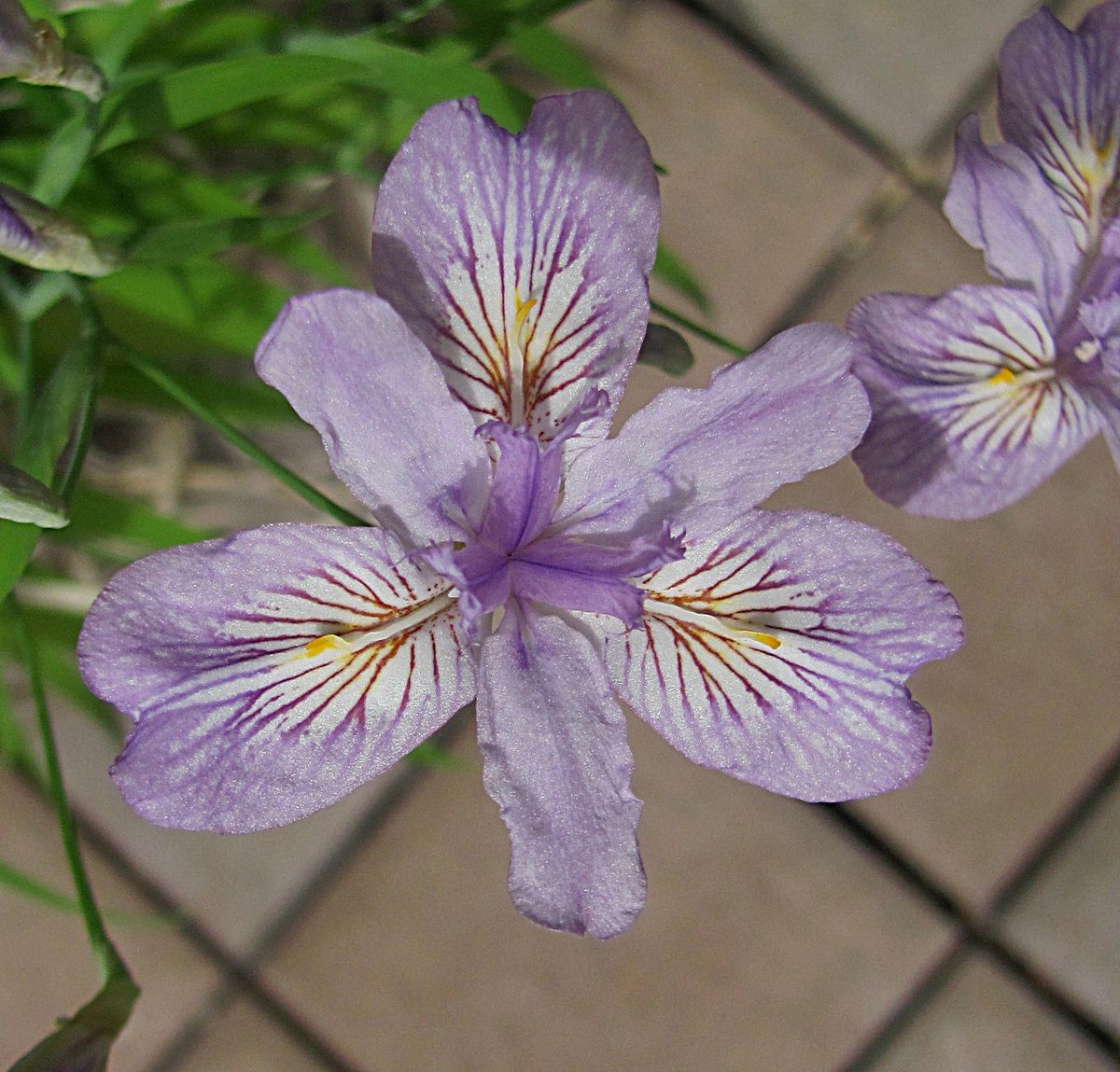 ヒメシャガの花