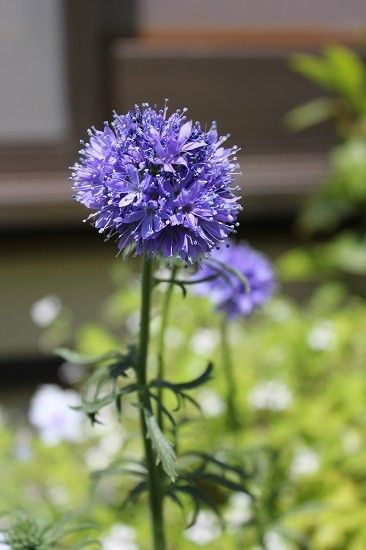 青紫色の花