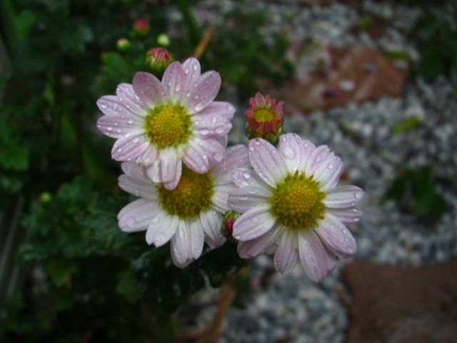 我が家の菊①