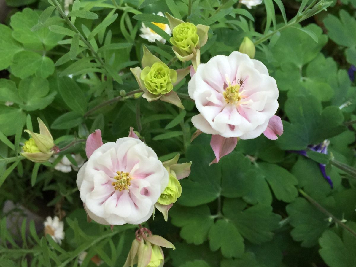 今日の花