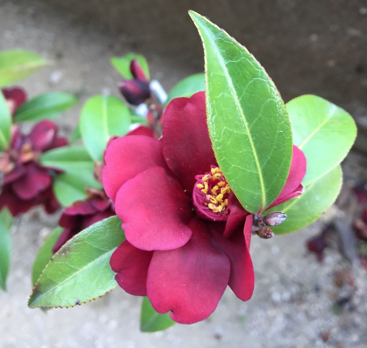 今日の花