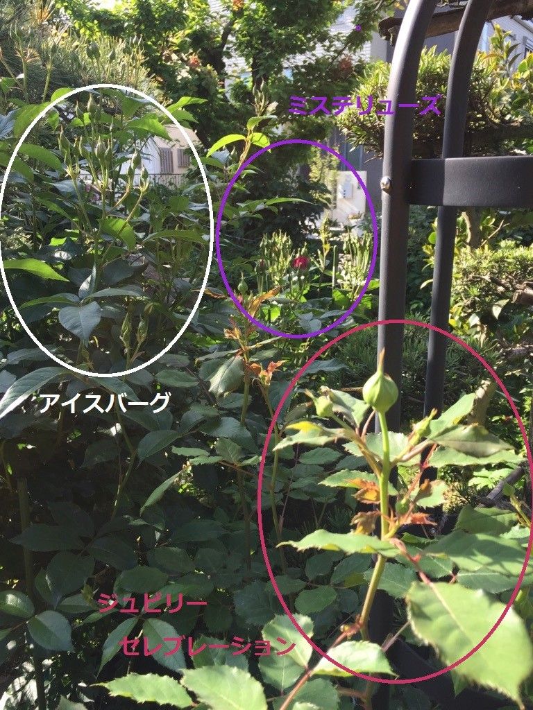 ミステリューズ開花宣言✿