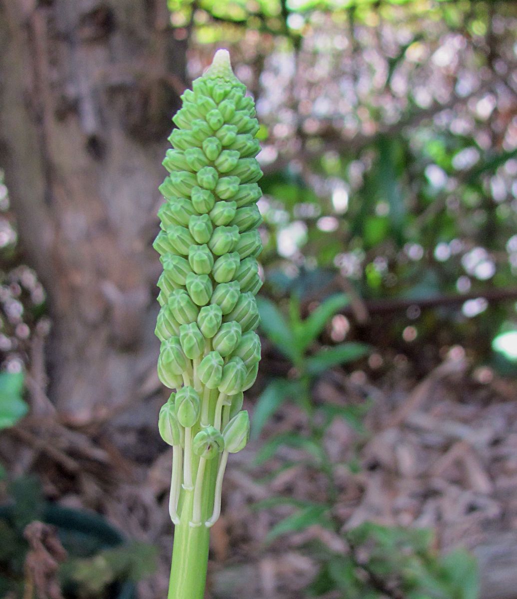 ヒアシンソイデスの蕾