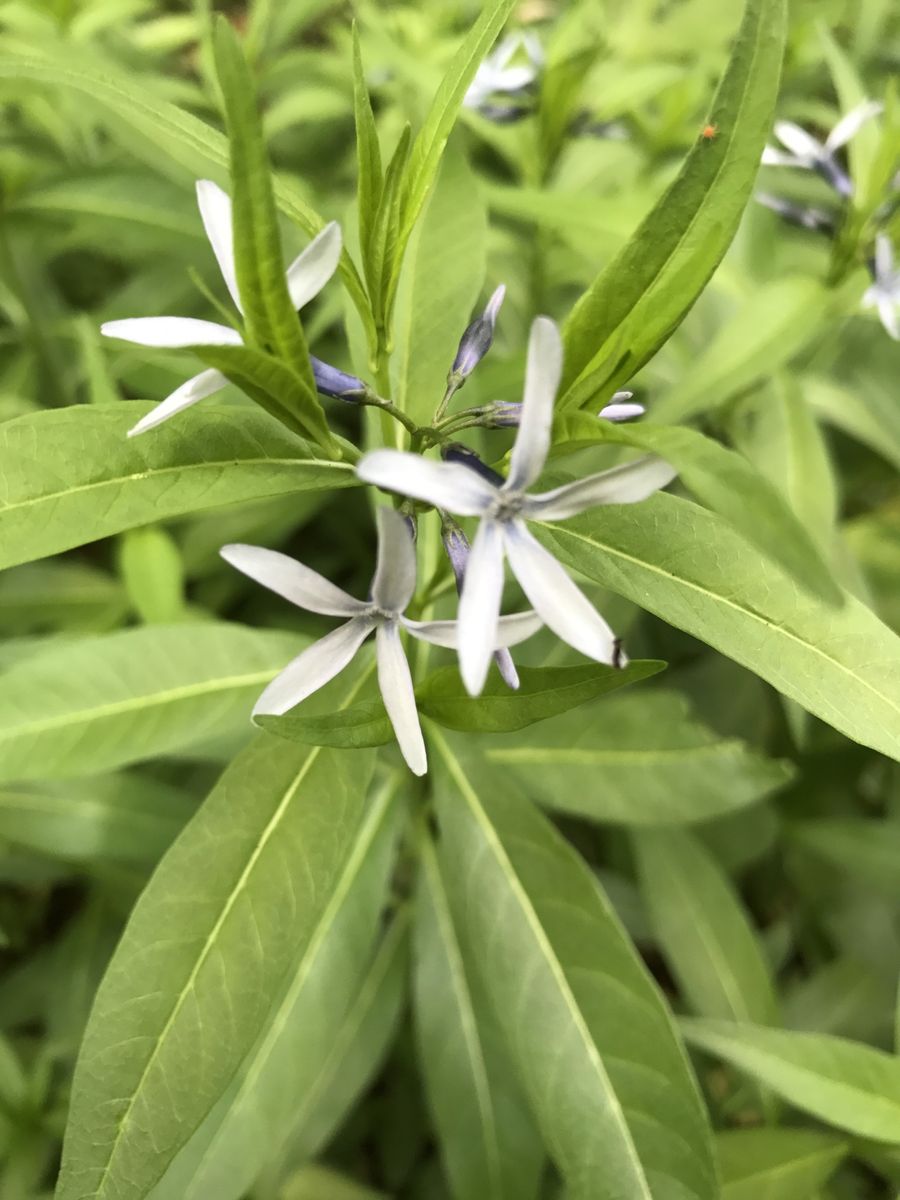 白金台植物園