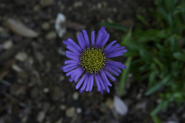 連休は野草の地植え！！