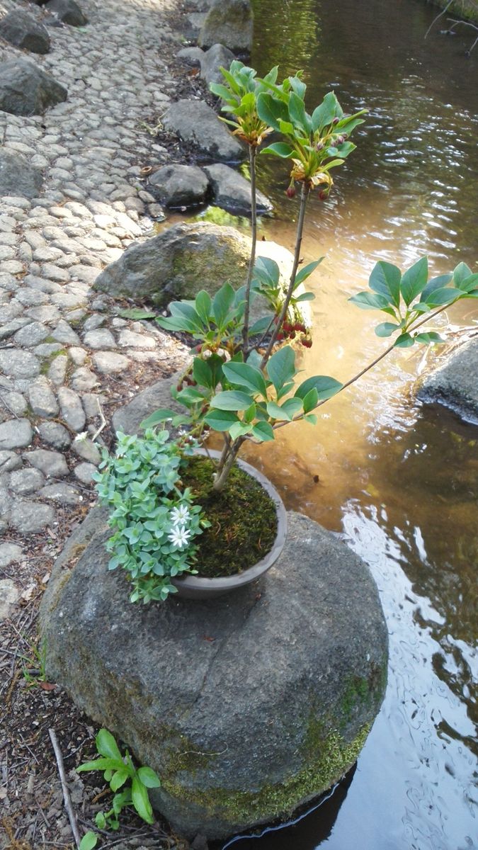 12番目の寄せ植え