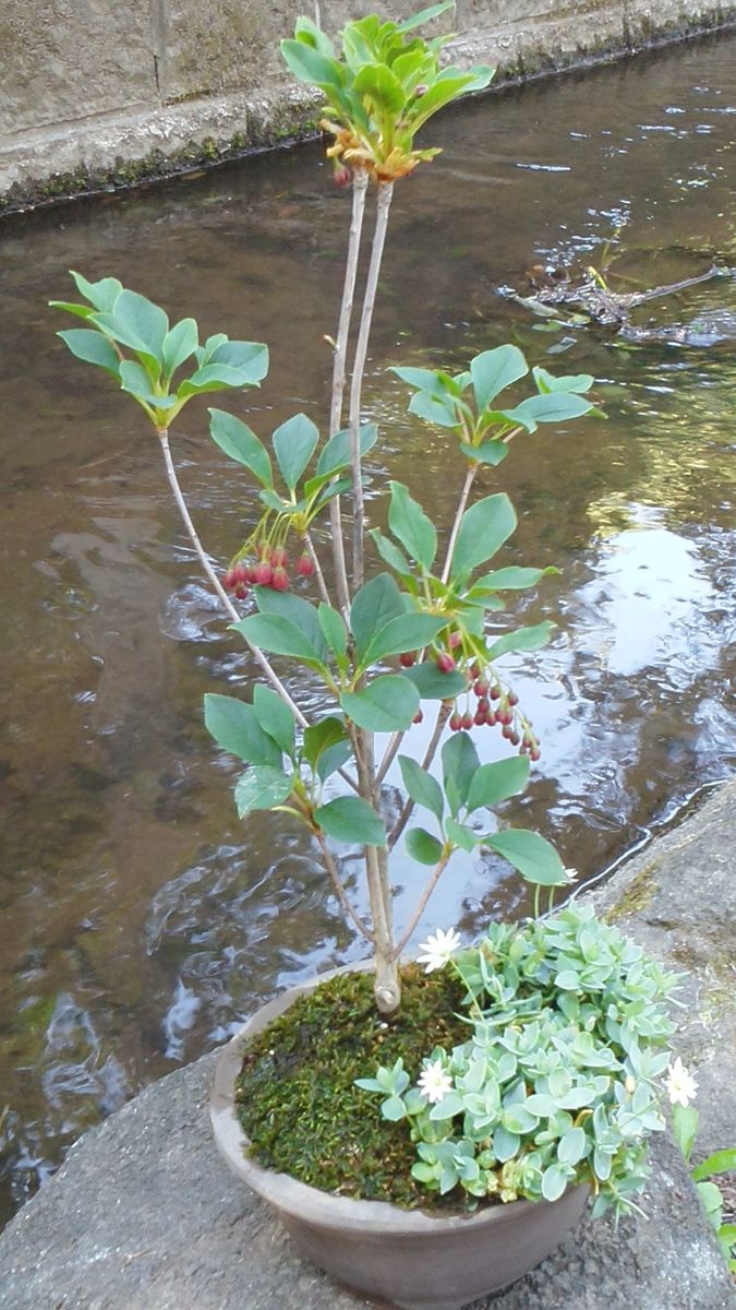 12番目の寄せ植え