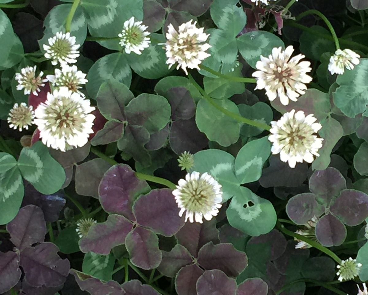 今日の花(薔薇)