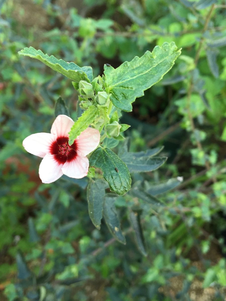 今日の花(薔薇)