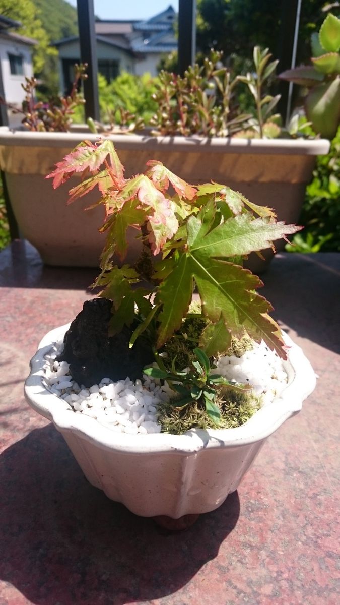 紅葉の盆栽とニシキギの寄せ植え