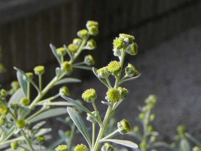 モクビャッコウ、せいいっぱいの花