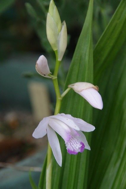 肉の花と初花