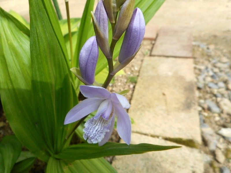 ブルーの花🎶