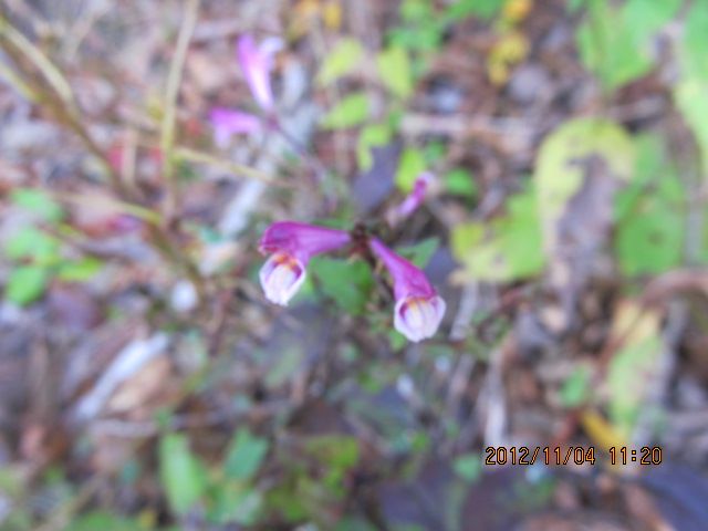 今頃山でみられる花