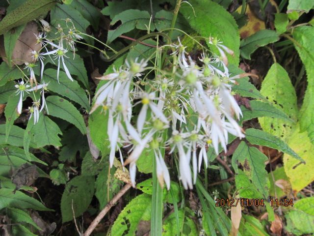 今頃山でみられる花