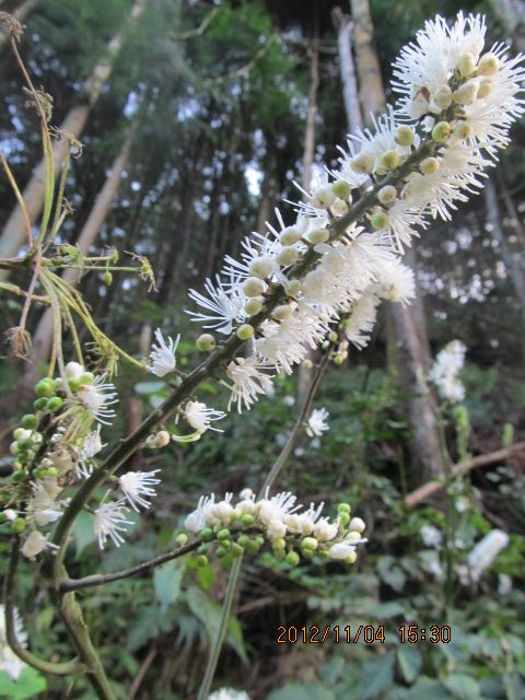 今頃山でみられる花