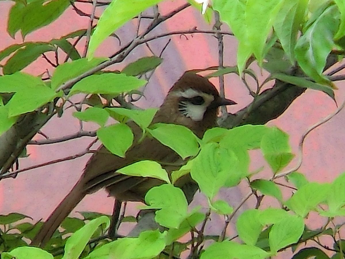 野鳥が・・・