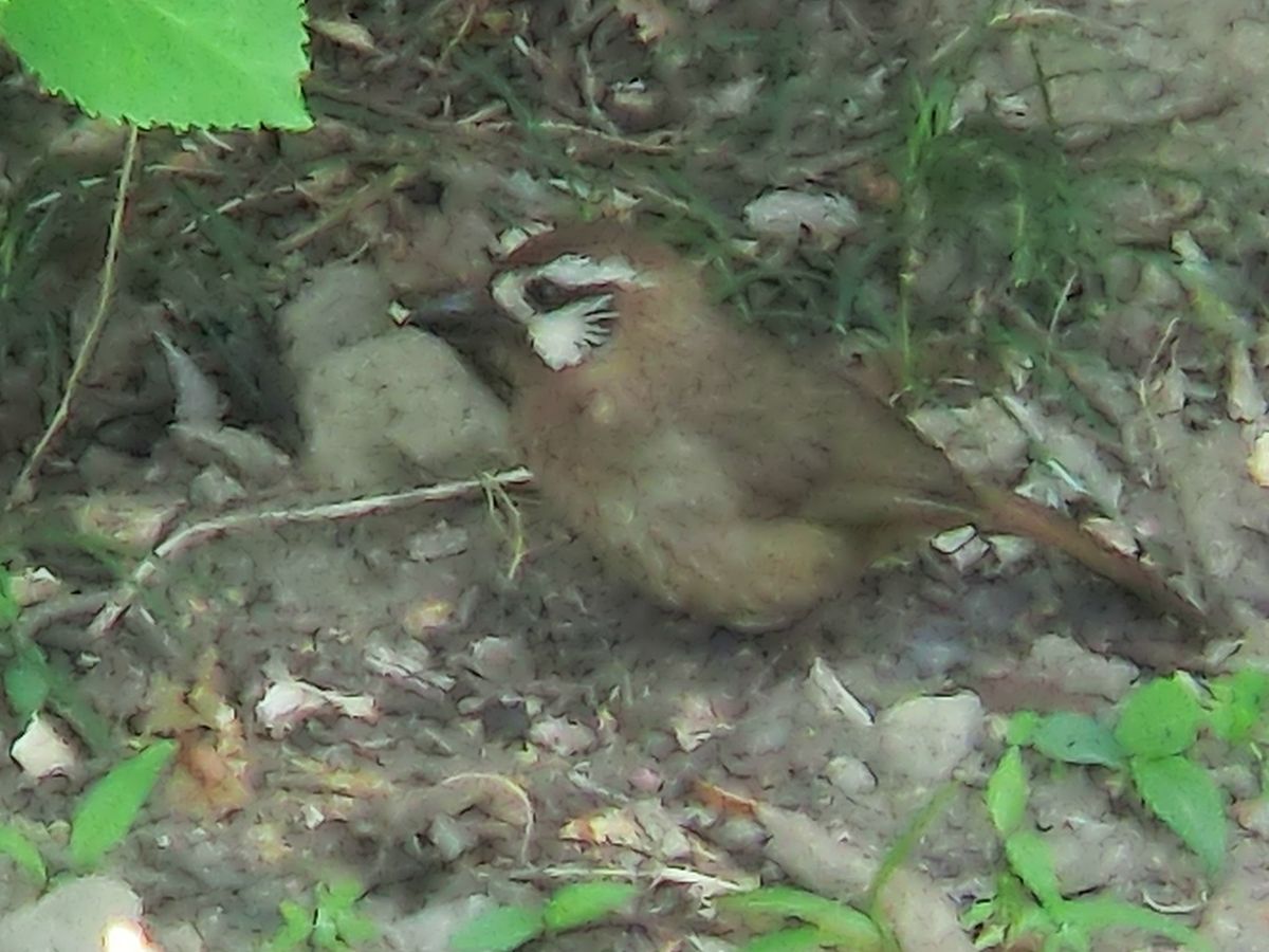 野鳥が・・・