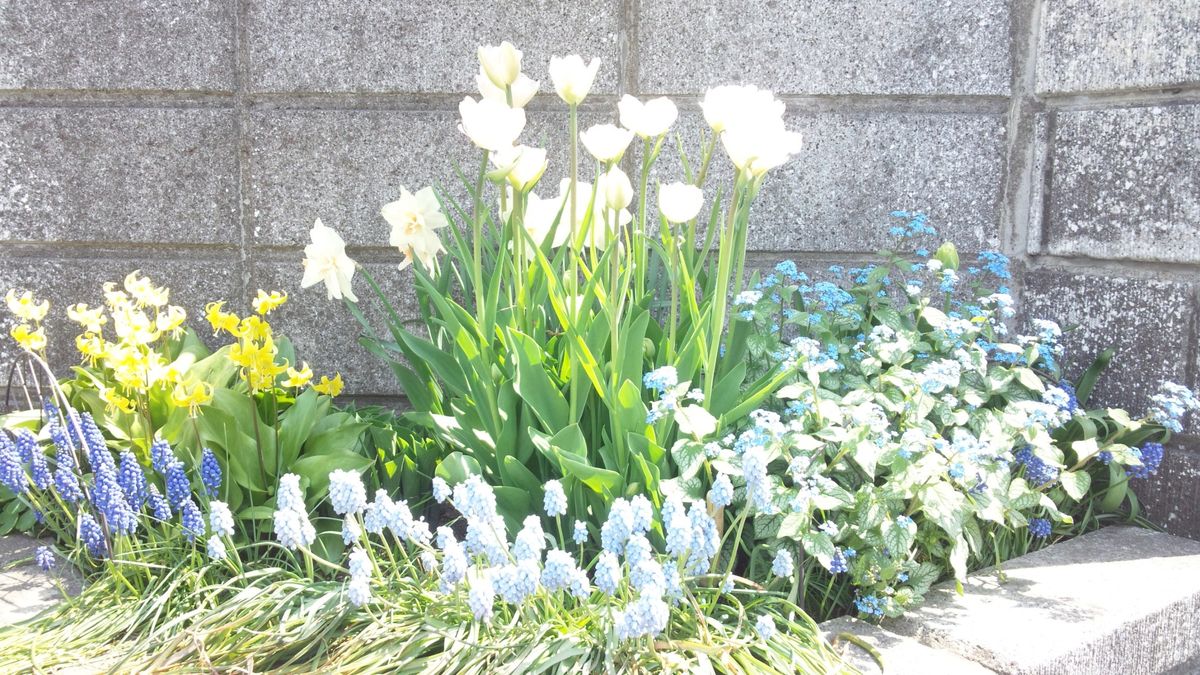 春の花壇
