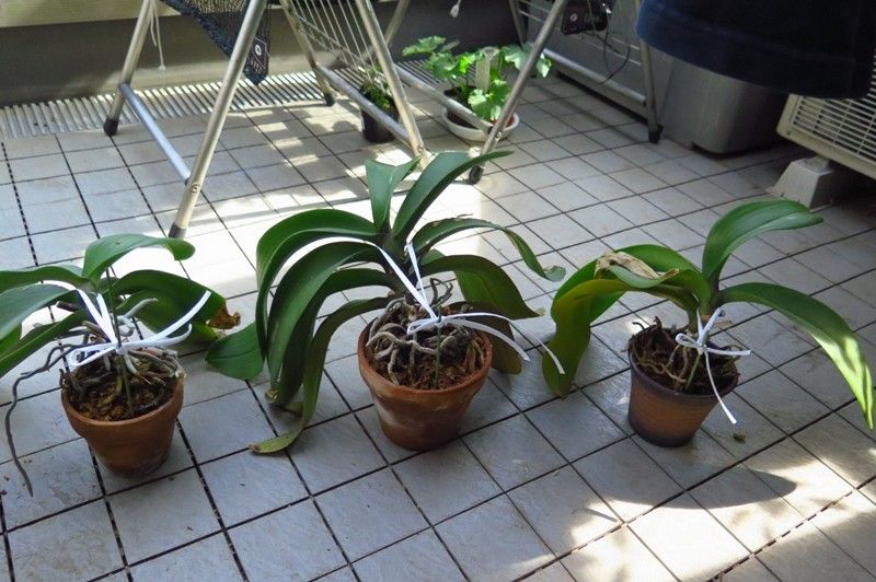 胡蝶蘭植え替え