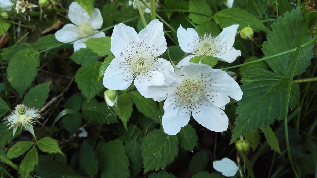 野のお花