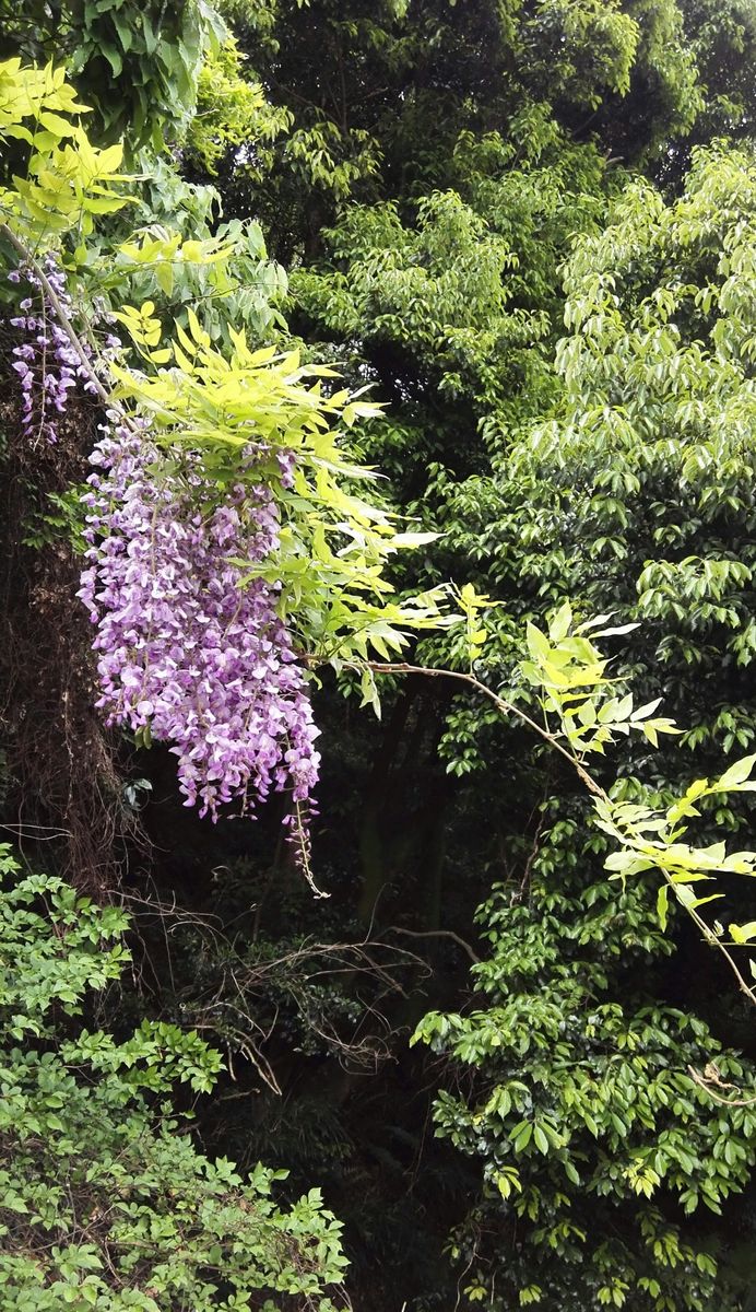 野のお花