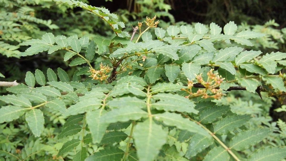 野のお花