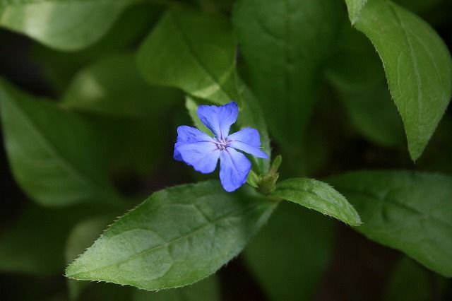 デザートスカイの青いお花