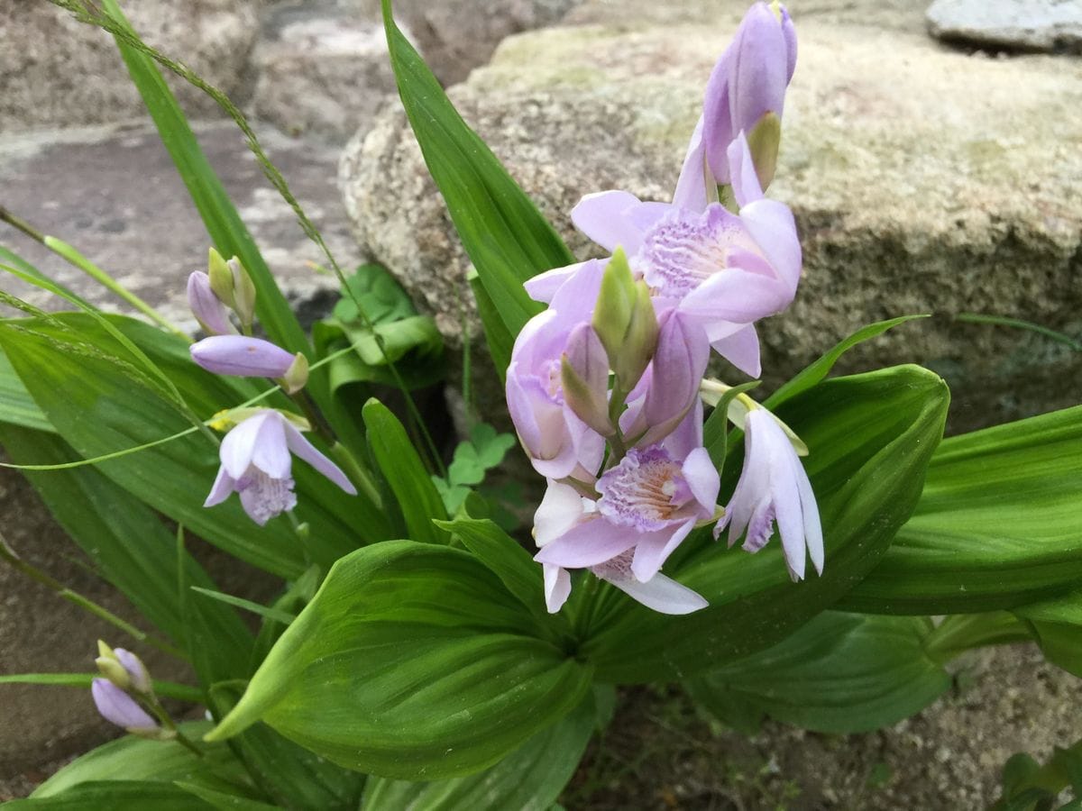 今日の花