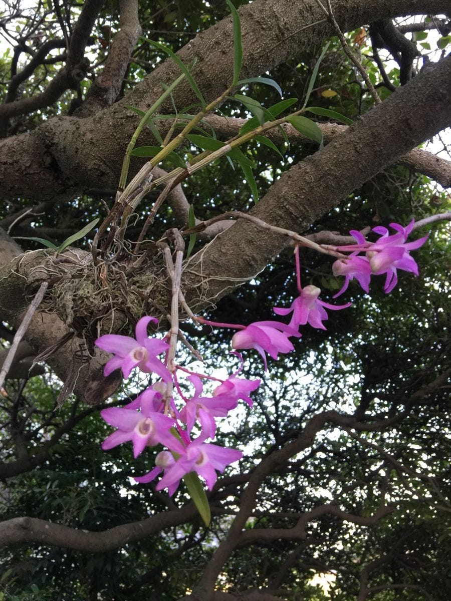 今日の花