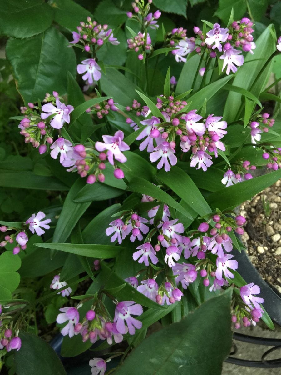 今日の花