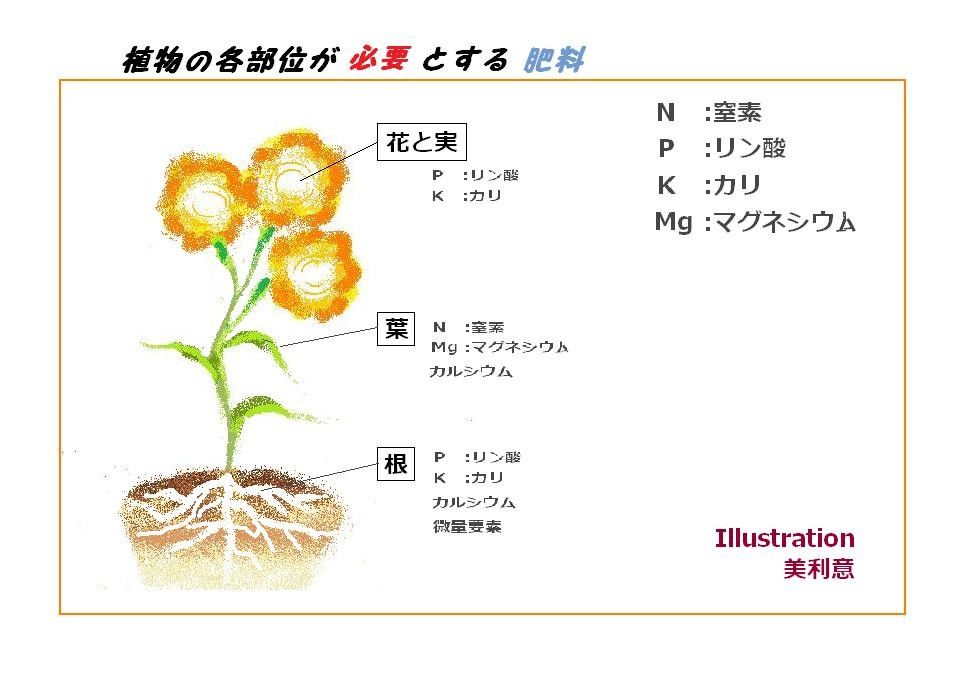 植物の各部位に必要な肥料：Illustration