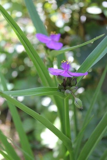 初夏を感じる花